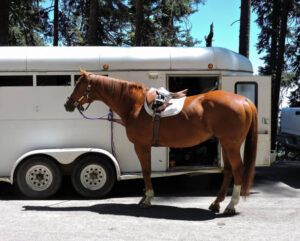 beautiful horse standing in front of a white horse trailer.