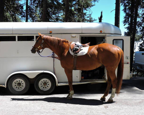 beautiful horse standing in front of a white horse trailer.