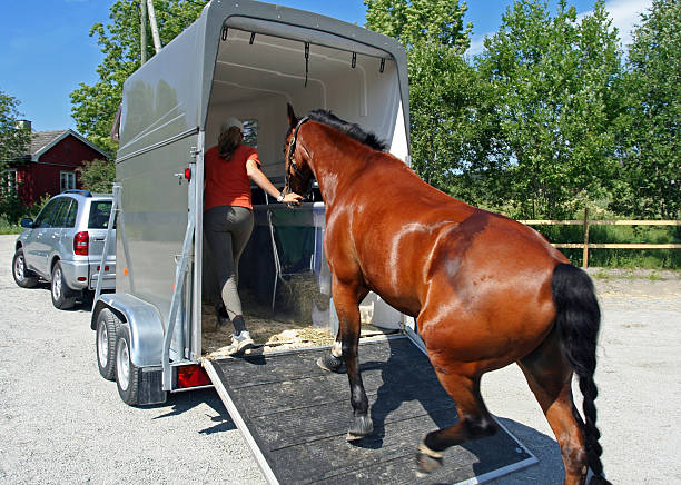 horse transport, norway